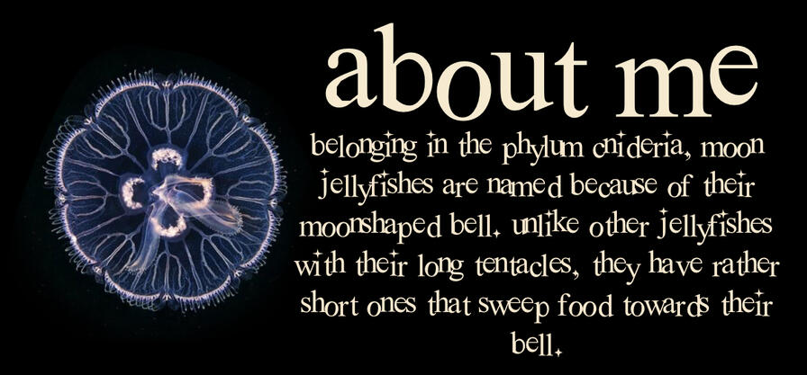 “belonging in the phylum cnideria, moon jellyfishes are named because of their moonshaped bell. unlike other jellyfishes with their long tentacles, they have rather short ones that sweep food towards their bell.”