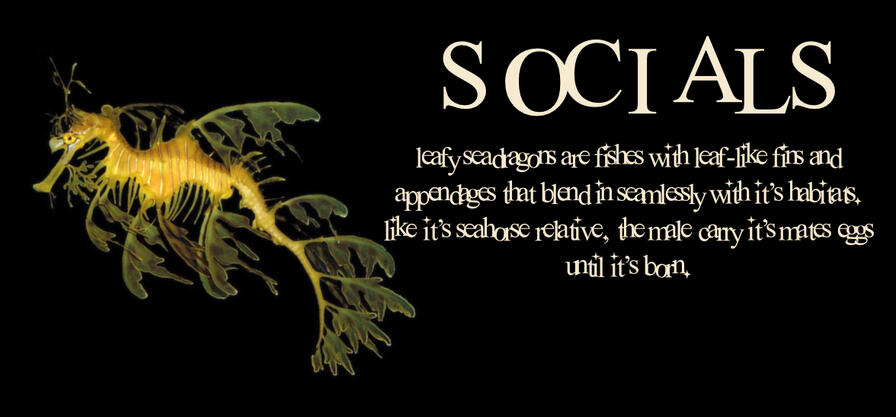 “leafy seadragons are fishes with leaf-like fins and appendages that blend in seamlessly with its habitats. like its seahorse relative, the male carry its mates eggs until its born.”
